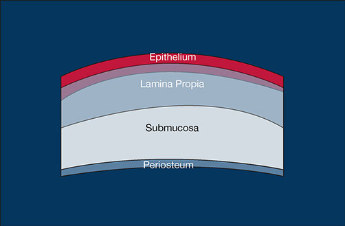Connective tissue graft techniques, layers in the masticatory mucosa